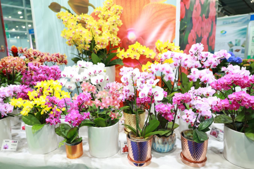 2024花城“新秀花事”亮點(diǎn)搶先看！和廣州國際花藝節(jié)一起解鎖“花經(jīng)濟(jì)”財(cái)富密碼(圖3)